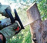 How Our Tree Care Process Works  in  White Sands, NM