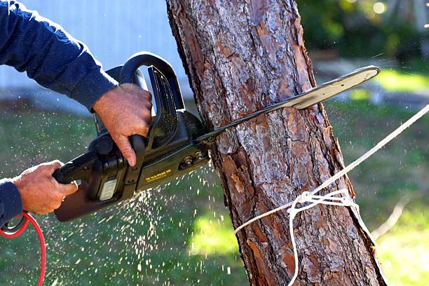Tree and Shrub Care in White Sands, NM